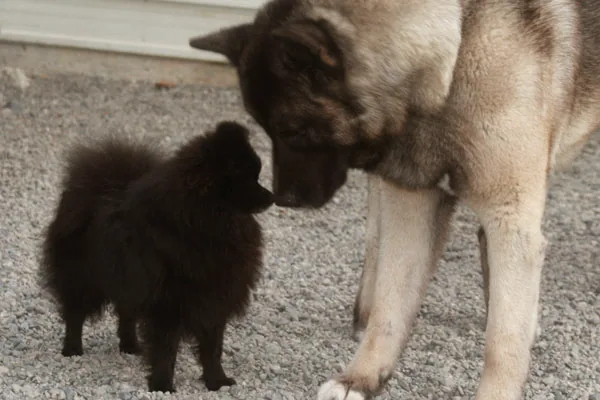 A big dog and a small one saying hello in the yard