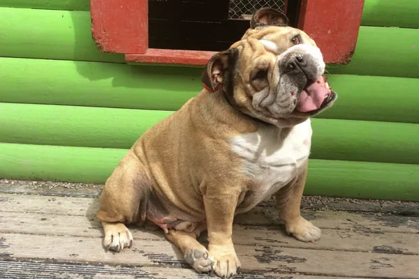 A bulldog on the deck outside its block