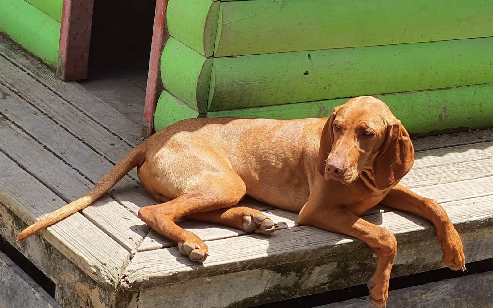 Byron resting on the deck at Zaminka