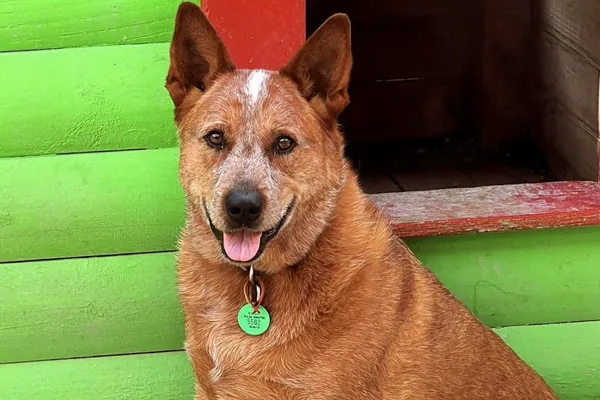 A heeler at Zaminka, looking straight at the camera