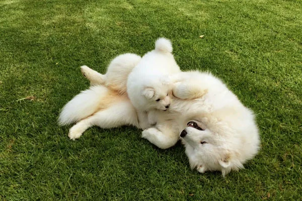 Two white dogs playing on the grass at Zaminka