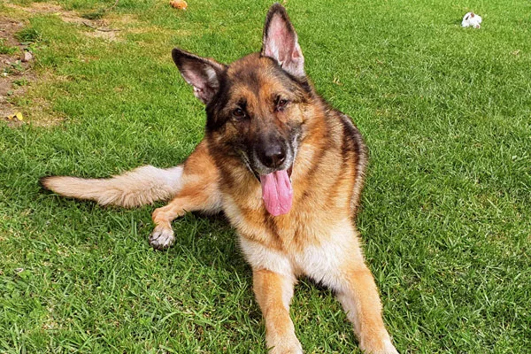 A shepherd stretched out on the grass in the sun