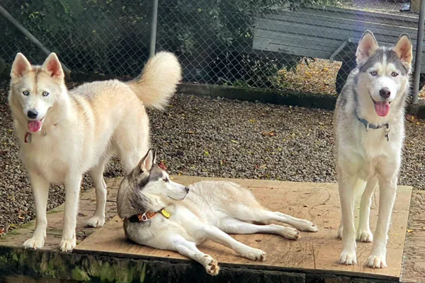 Three huskies out in one of the runs